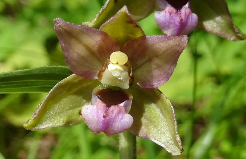 Epipactis helleborine.......da Sopramonte (TN)